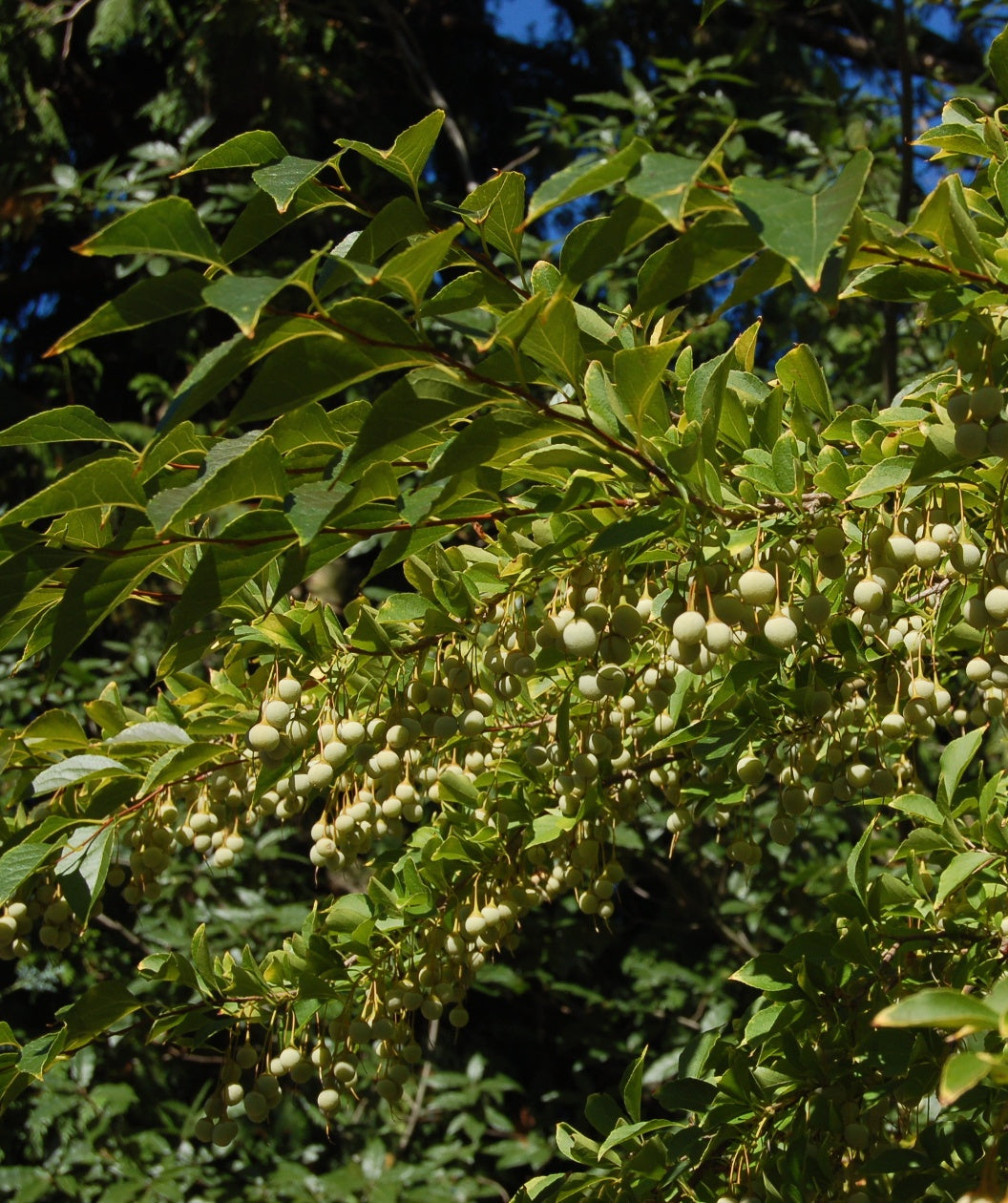 Japanese Snowbell closeup of green foliage and fruit