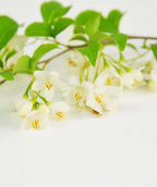 Japanese Snowbell white flowers on white