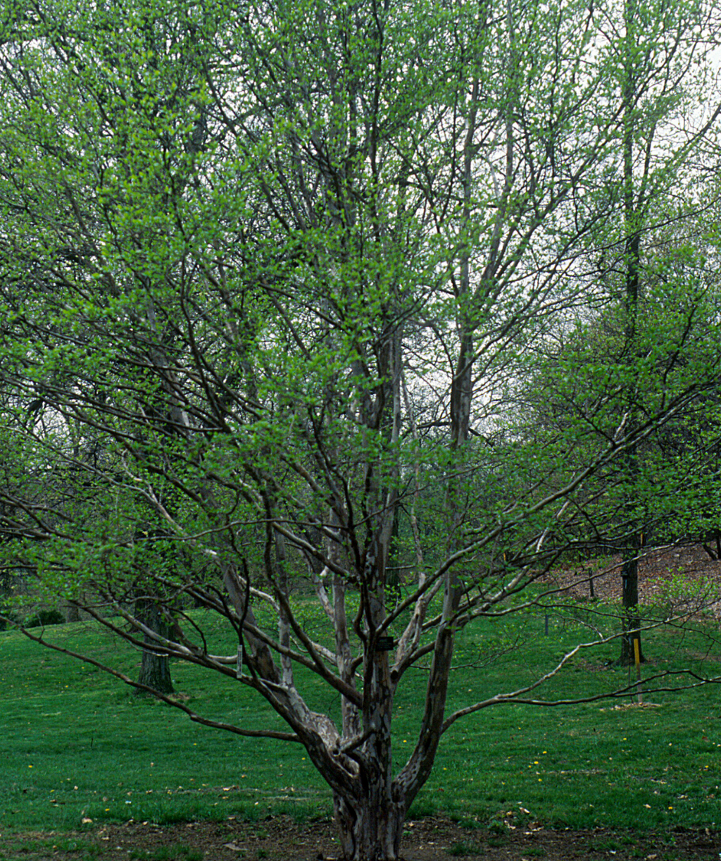 The Japanese Stewartia planted in a landscape in early spring as the green leaves begin to emerge against the brown hues of the exfoliating bark 