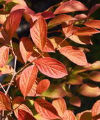A close up of the Japanese Stewartia foliage showing off the blazing red fall color