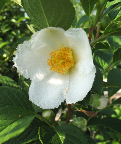 A close up of the large, five petaled white flower with a yellow center of the Japanese Stewartia against the dark green foliage