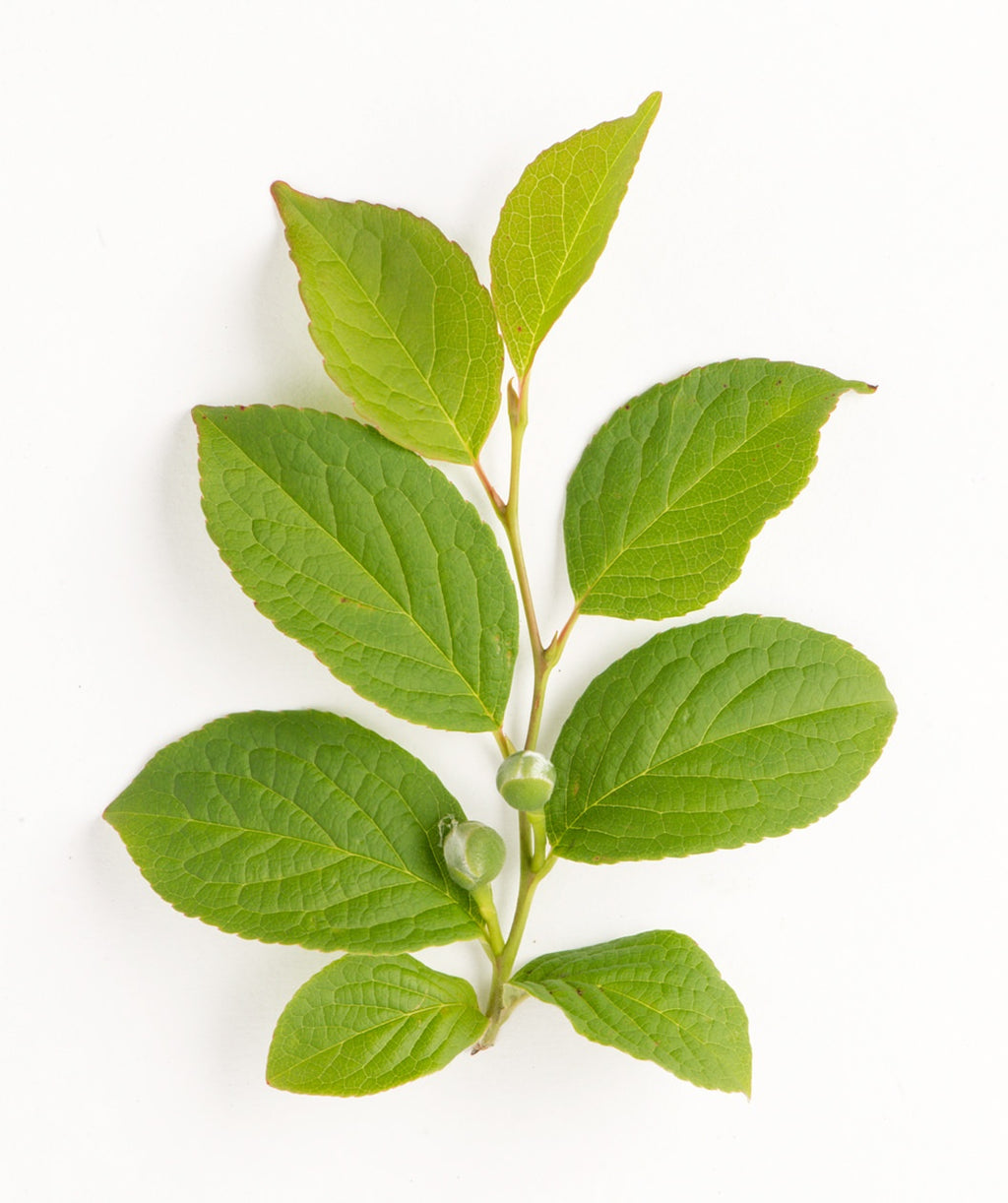 A branch of the Japanese Stewartia showing off the bright green foliage with two ball-like flower buds forming on a white background
