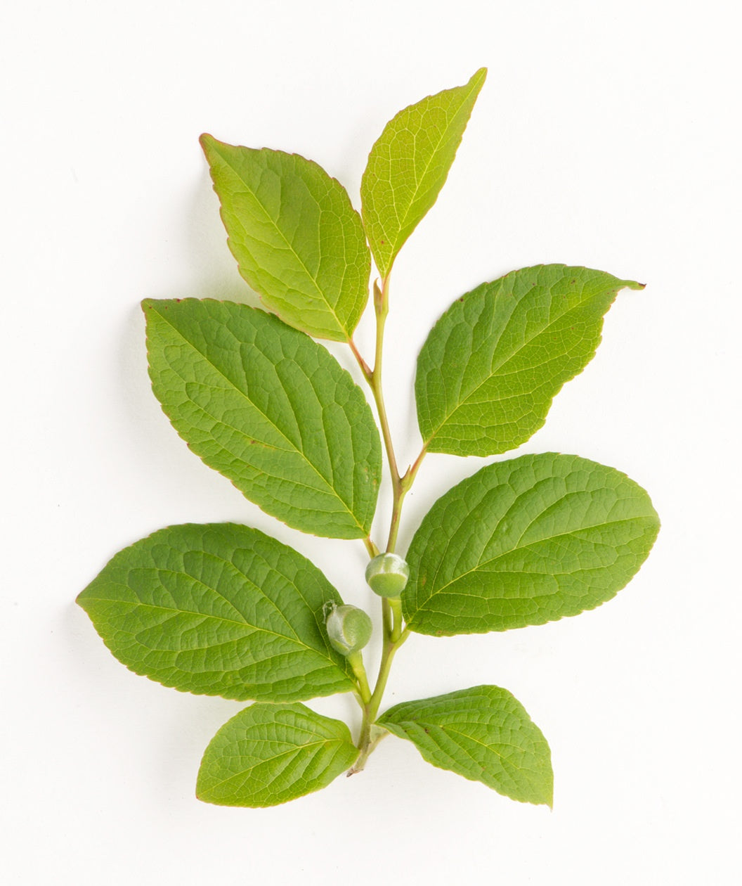 A branch of the Japanese Stewartia showing off the bright green foliage with two ball-like flower buds forming on a white background