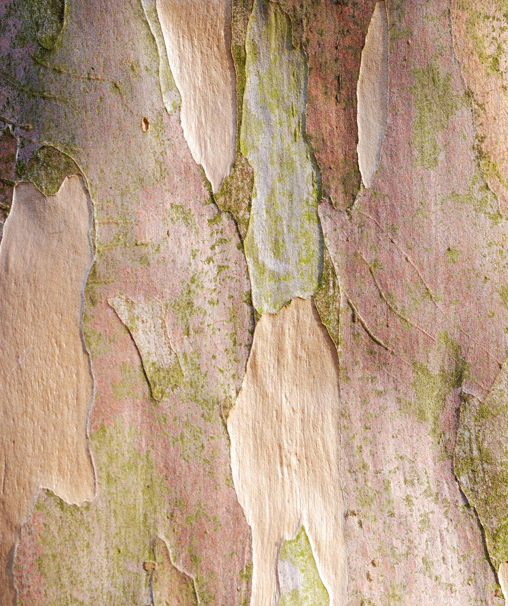 A close up of the Japanese Stewartia bark showing off the cream and brown coloring of the exfoliating bark