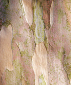 A close up of the Japanese Stewartia bark showing off the cream and brown coloring of the exfoliating bark