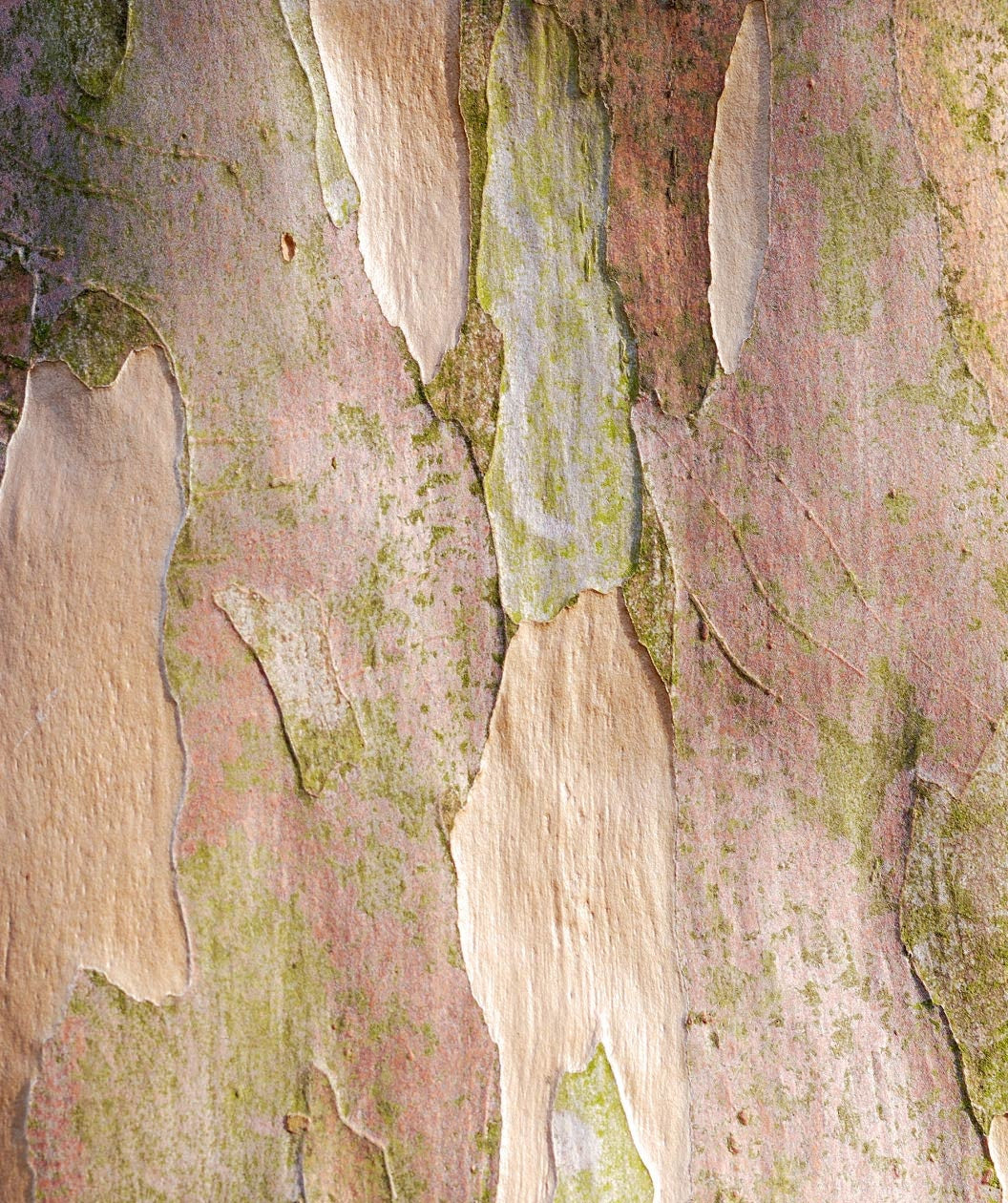 A close up of the Japanese Stewartia bark showing off the cream and brown coloring of the exfoliating bark