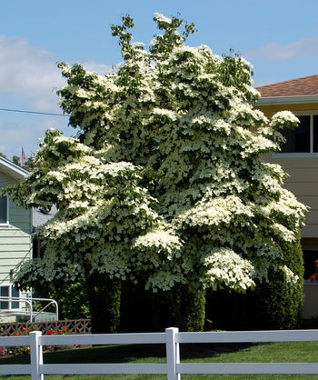 A large Japanese Kousa Dogwood planted in a landscape, covered top to bottom in the large white blooms