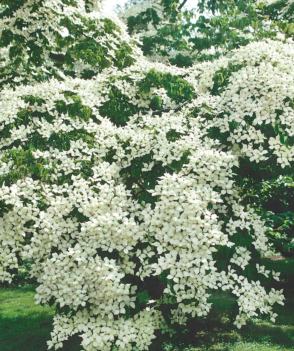 A close up of the four petaled, snow white blooms of the Japanese Kousa Dogwood sitting atop the green foliage on a large tree planted in the landscape