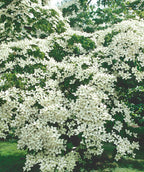 A close up of the four petaled, snow white blooms of the Japanese Kousa Dogwood sitting atop the green foliage on a large tree planted in the landscape