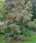 A large Japanese Kousa Dogwood planted in a landscape covered in the bright red, large fruits