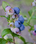 Jelly Bean Blueberry closeup of ripe blue and unripe pink berries amongst rich green foliage