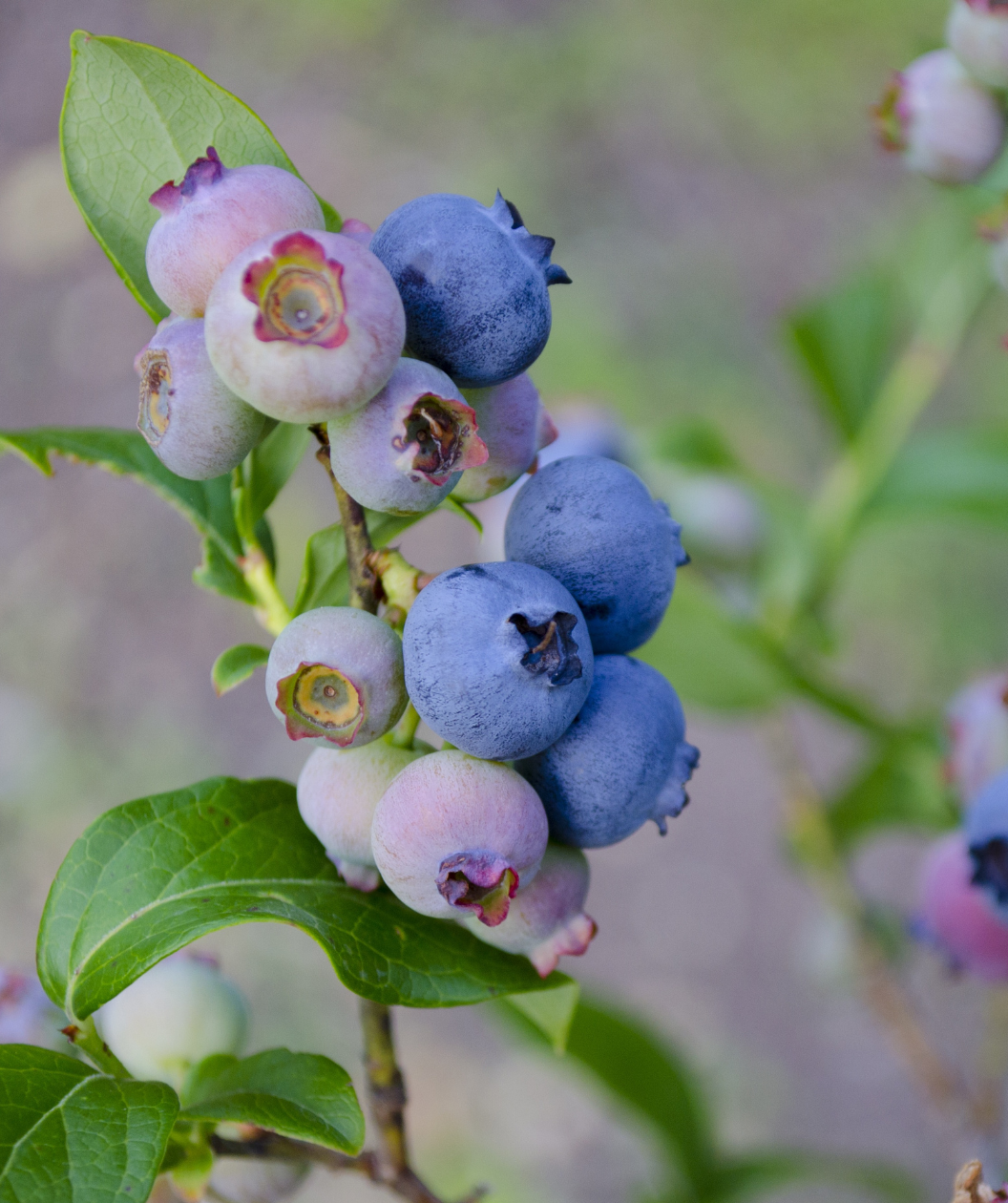 Jelly Bean Blueberry closeup of ripe blue and unripe pink berries amongst rich green foliage