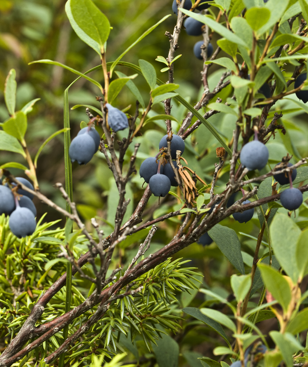 Jelly Bean Blueberry dark blue berries hanging from brown stems with green foliage