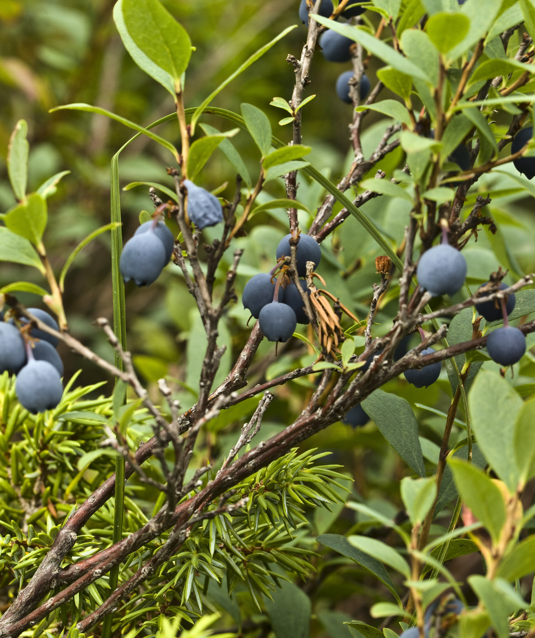 Jelly Bean Blueberry dark blue berries hanging from brown stems with green foliage