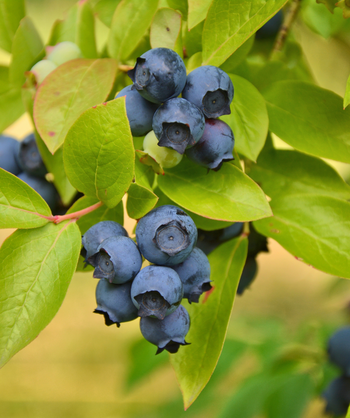 Close up of Jersey Highbush Blueberry fruit and foliage, several ripe blueberries ready for picking growing on  pinkish colored stem with light green conical shaped leaves