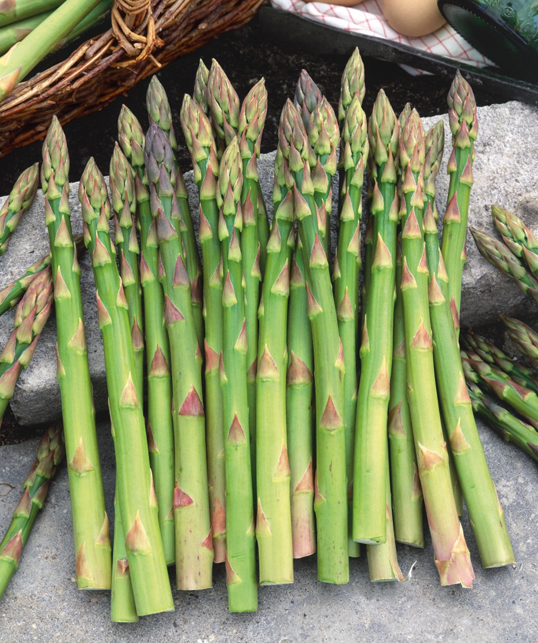 Multiple light green Jersey Knight Asparagus spears