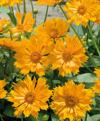Jethro Tull Tickseed yellow-orange flowers