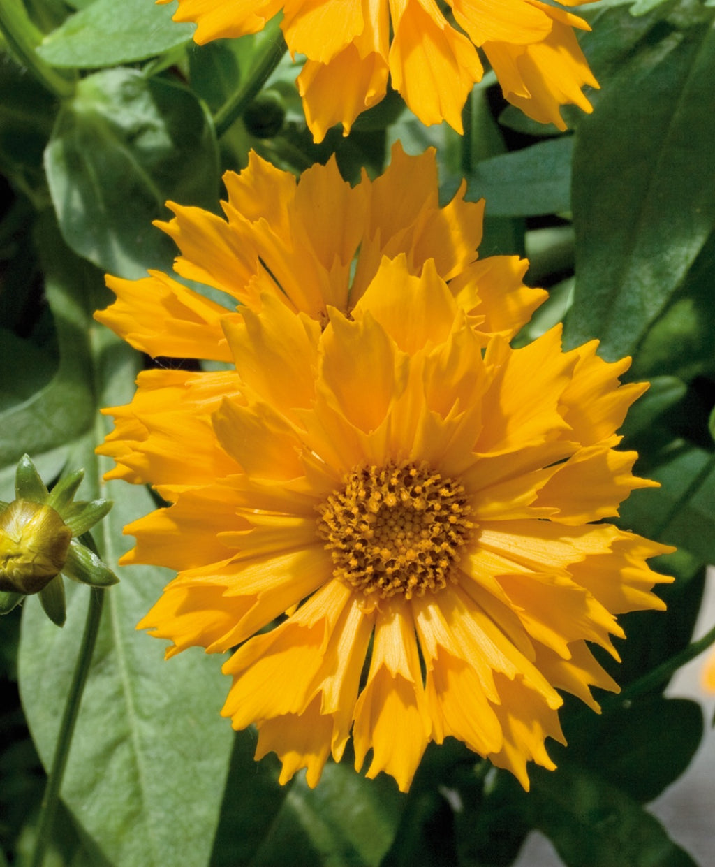 Jethro Tull Tickseed closeup of yellow-orange flower