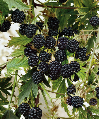 A close up of the Jewel Black Raspberry plump and ripe black berries surrounded by the green foliage