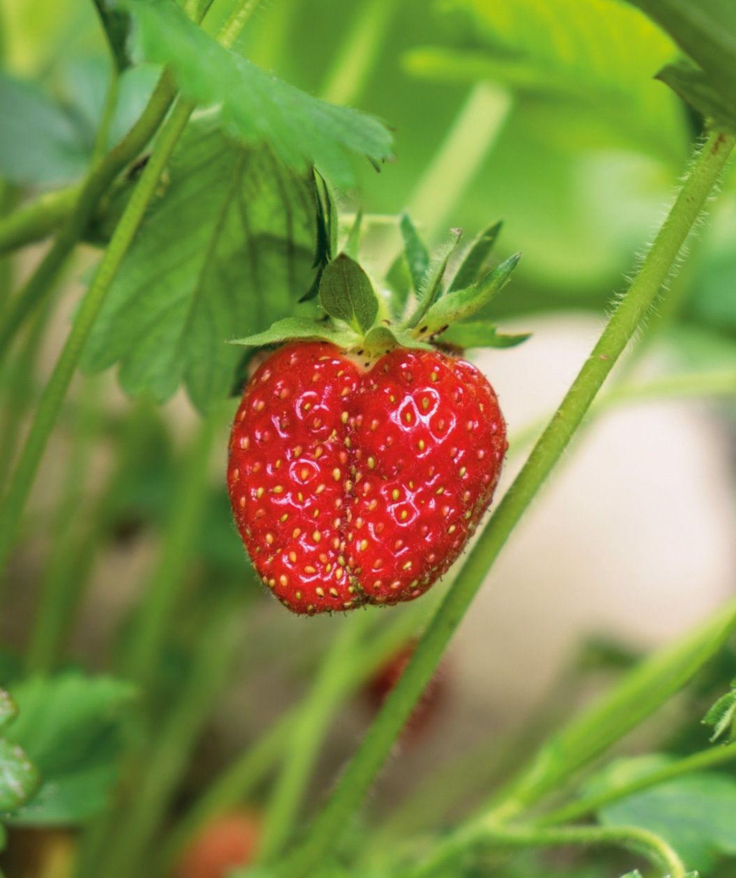 jewel strawberry seeds Jewel Strawberry