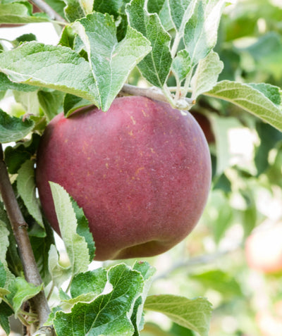 Close up of Jonathan Apple, a singular round dark red apple growing on a tree with green conical shaped leaves