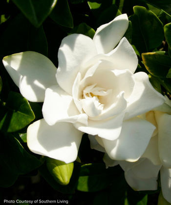 Jubilation Gardenia closeup of white flower
