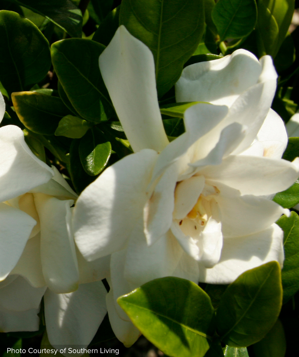 Jubilation Gardenia white flower