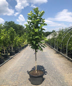 A young Judy Zuk Magnolia tree at our growers on a beautiful spring day