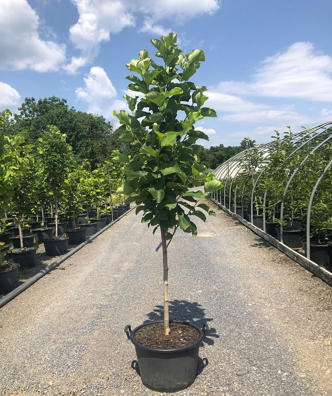 A young Judy Zuk Magnolia tree at our growers on a beautiful spring day