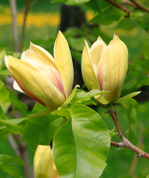 JudyZukMagnoliaflower_480x.jpg