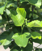 close up of Judy Zuk Magnolia bright green leaves in spring