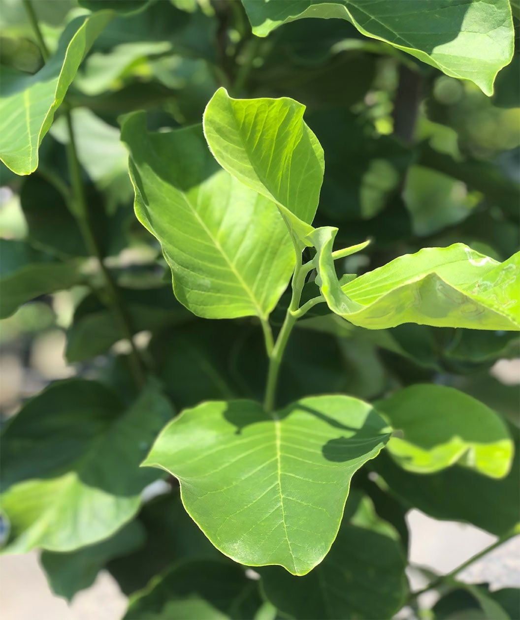 close up of Judy Zuk Magnolia bright green leaves in spring