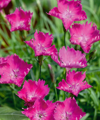 Kahori Garden Pinks closeup of deep pink flowers