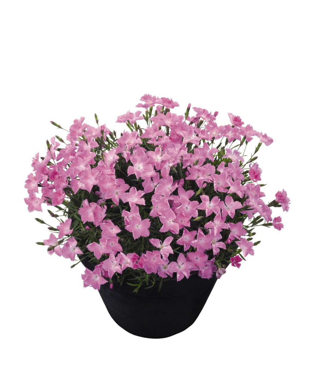 Kahori Pink Garden Pinks potted plant on white