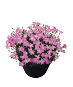 Kahori Pink Garden Pinks potted plant on white