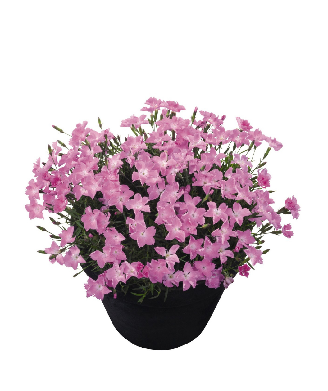 Kahori Pink Garden Pinks potted plant on white