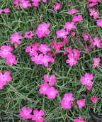 Kahori® Pink Garden Pinks