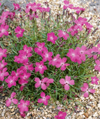 Kahori® Pink Garden Pinks