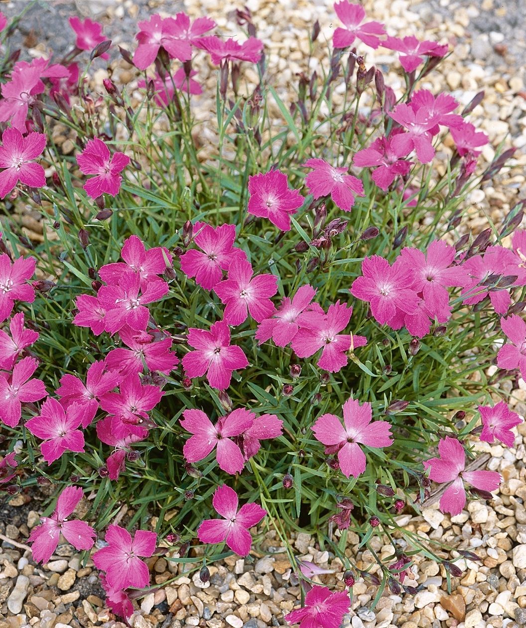Kahori® Pink Garden Pinks