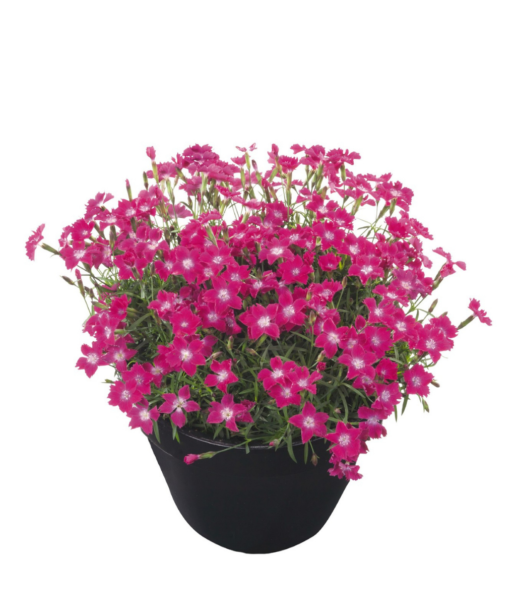 Kahori Scarlet Garden Pinks potted plant in full bloom with hot pink flowers and light pink centers