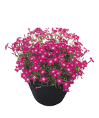 Kahori Scarlet Garden Pinks potted plant in full bloom with hot pink flowers and light pink centers