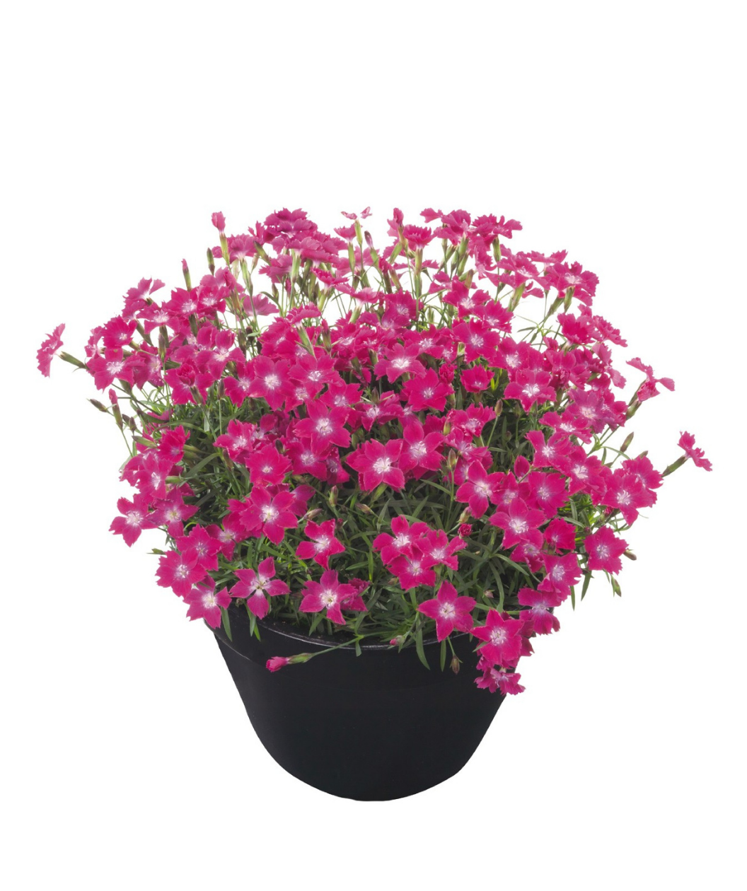 Kahori Scarlet Garden Pinks potted plant in full bloom with hot pink flowers and light pink centers