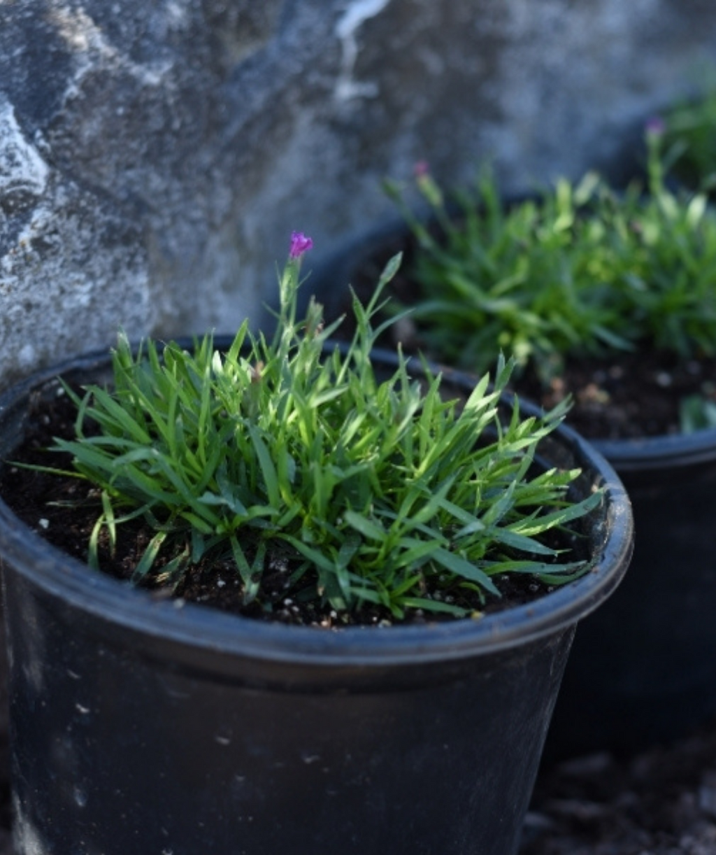 Kahori Scarlet Garden Pinks potted plant in landscape