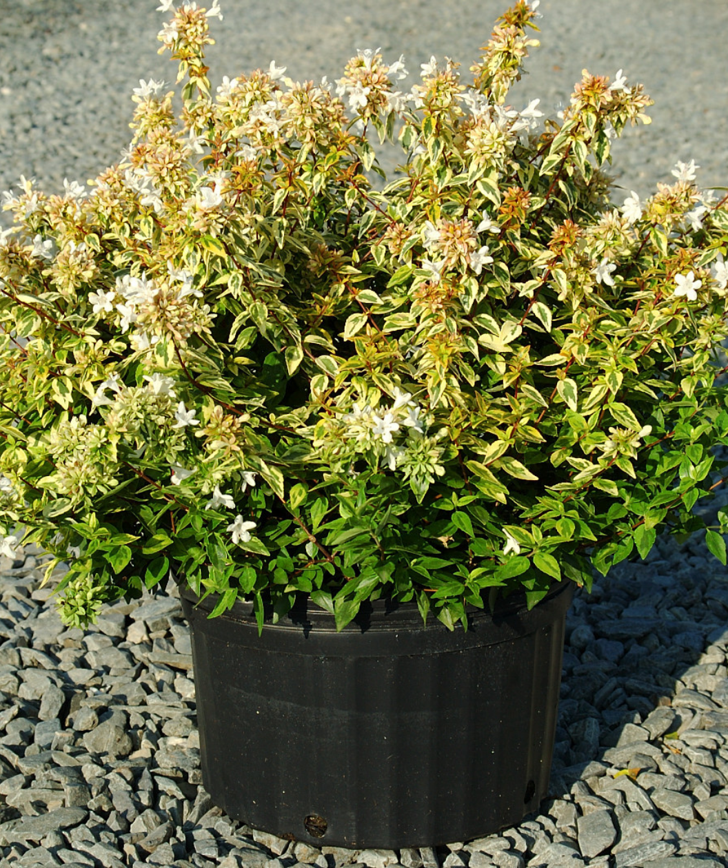 Kaleidoscope Abelia potted shrub with white flowers