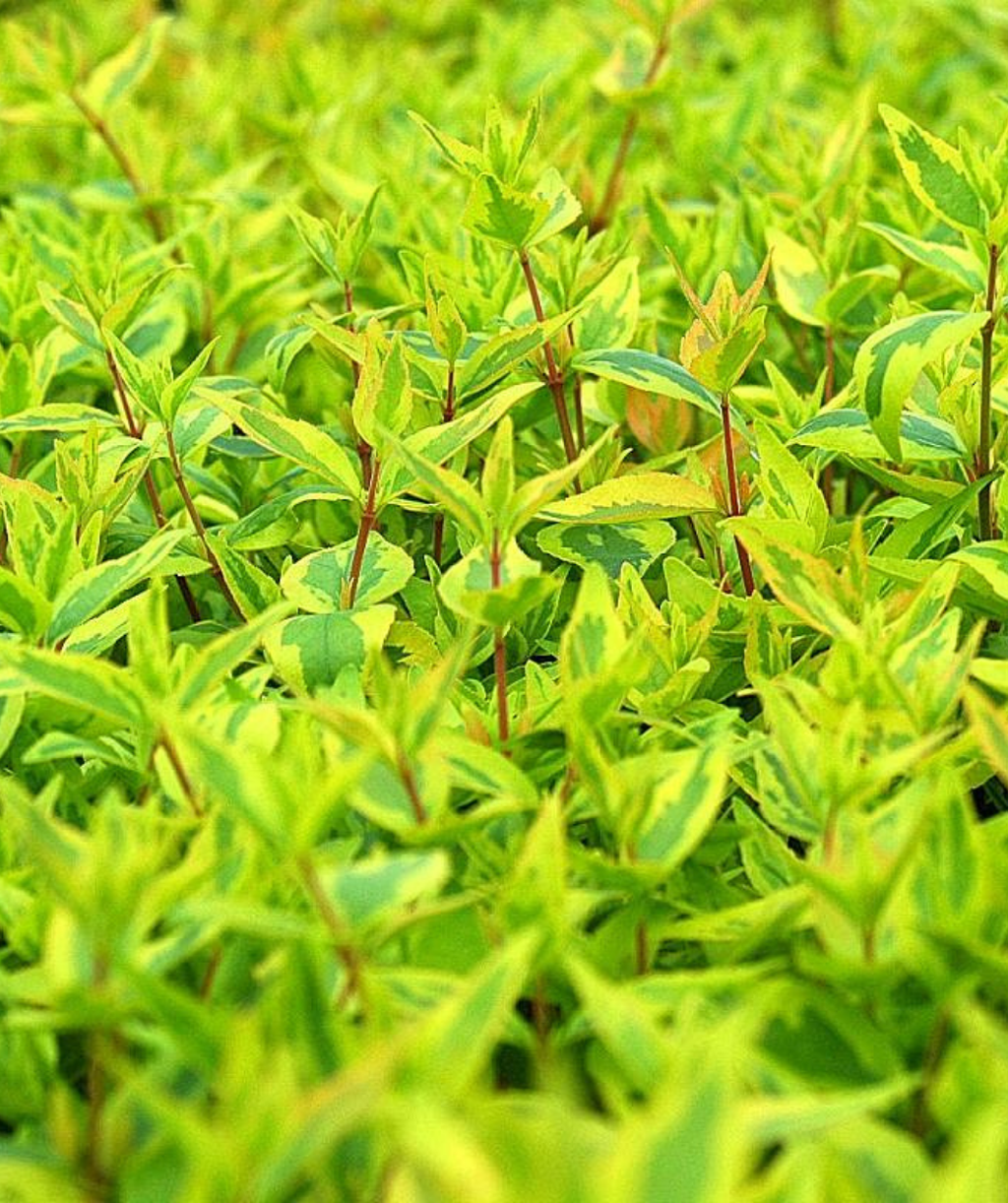 Kaleidoscope Abelia bright green variegated foliage