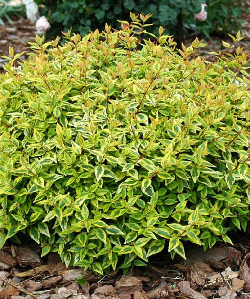 Kaleidoscope Abelia shrub planted in landscape