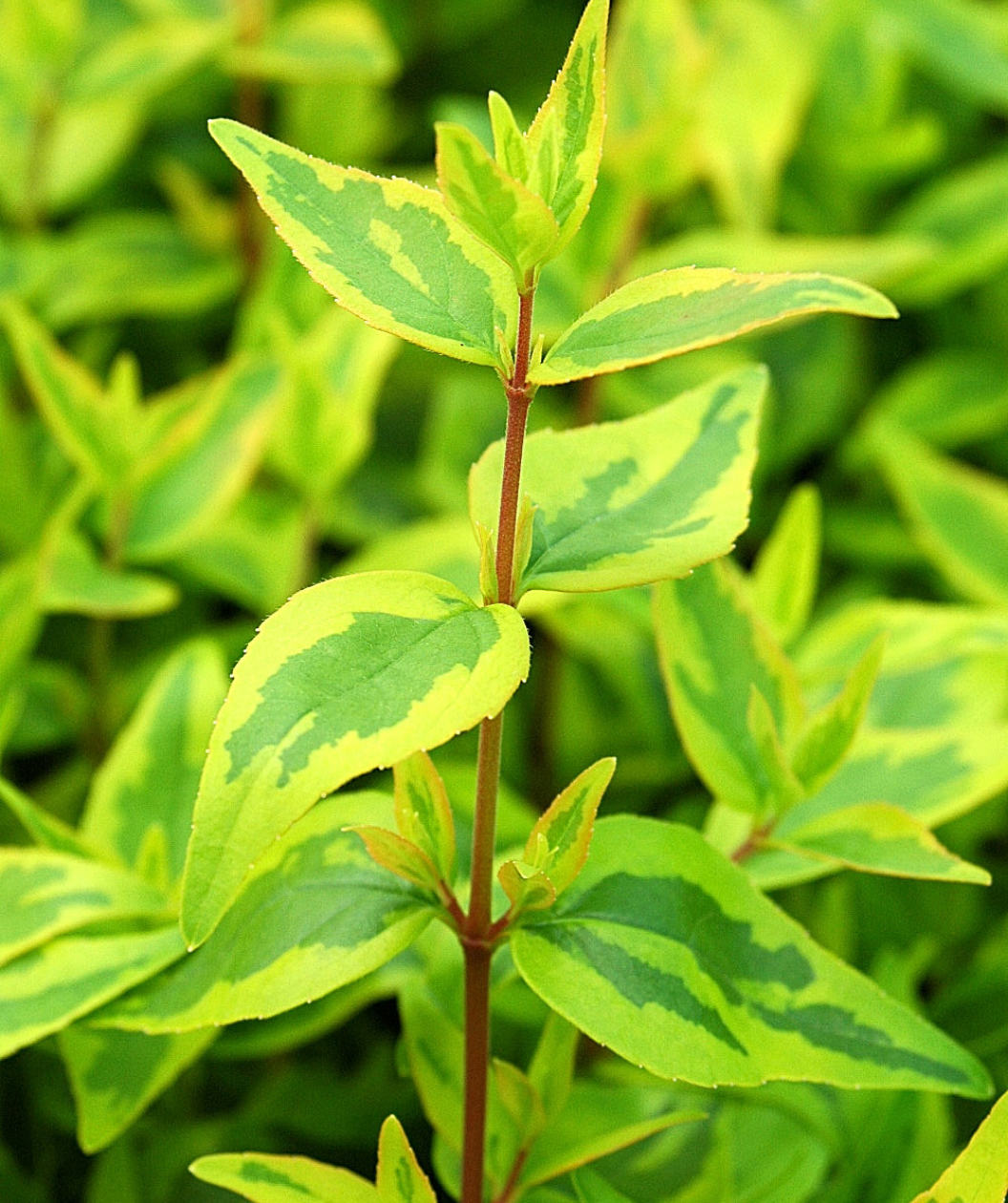 Kaleidoscope Abelia closeup of variegated green leaves