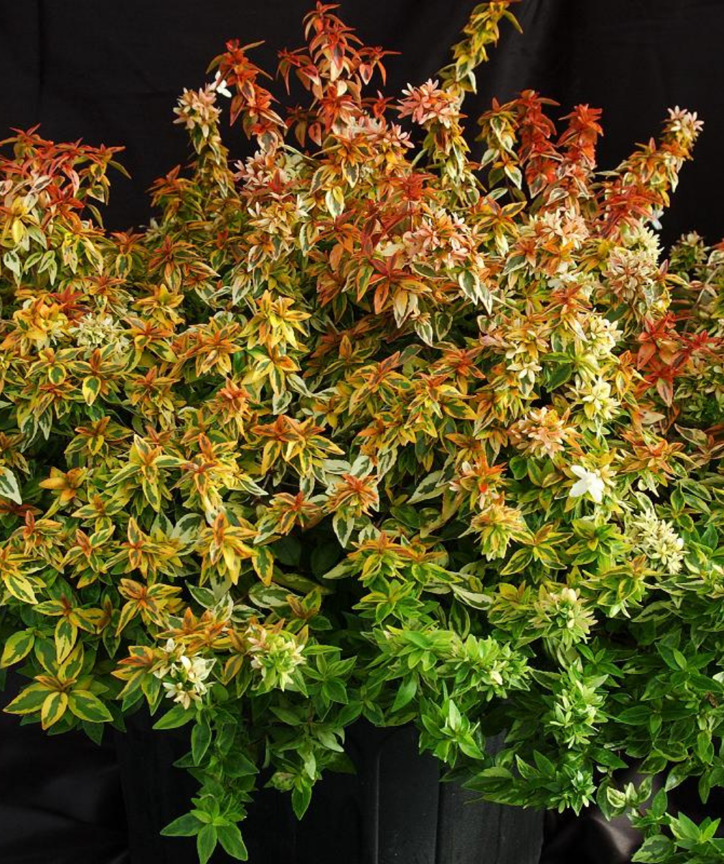 Kaleidoscope Abelia potted shrub with white flowers and fall color