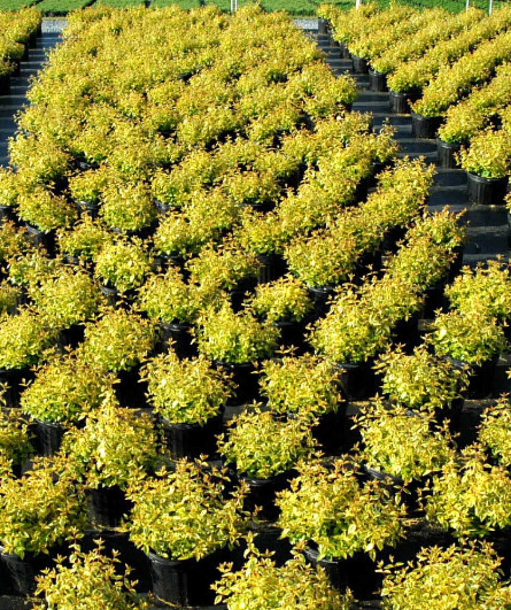 Kaleidoscope Abelia potted shrubs at nursery
