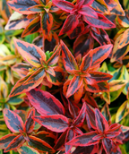 Kaleidoscope Abelia closeup of fall variegated leaves